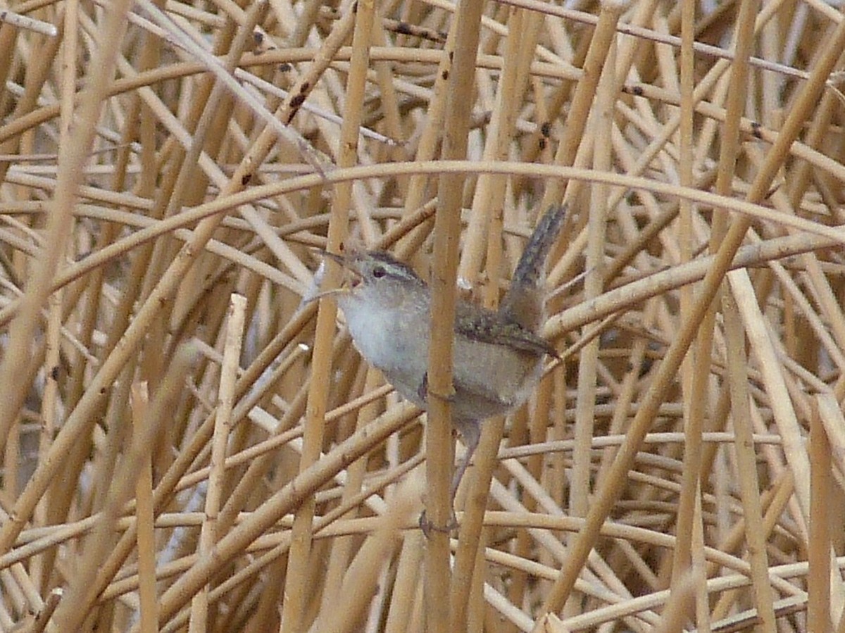 Marsh Wren - ML55066651