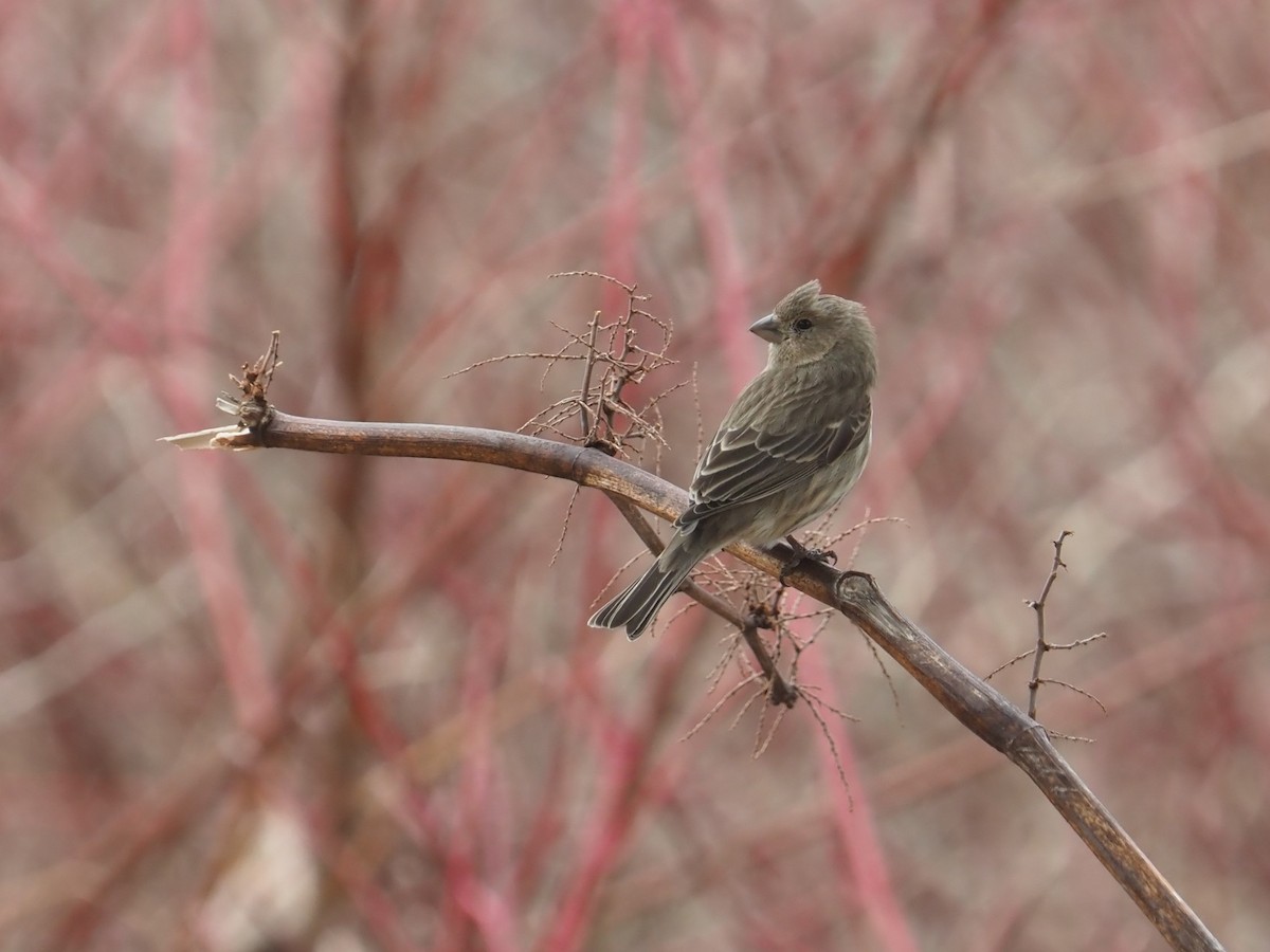 House Finch - ML550666861