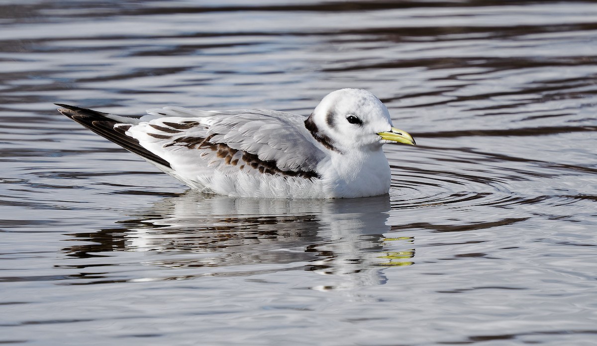 Black-legged Kittiwake - ML550667501