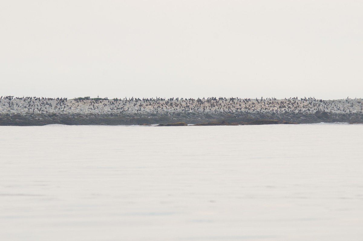 Double-crested Cormorant - ML550668111