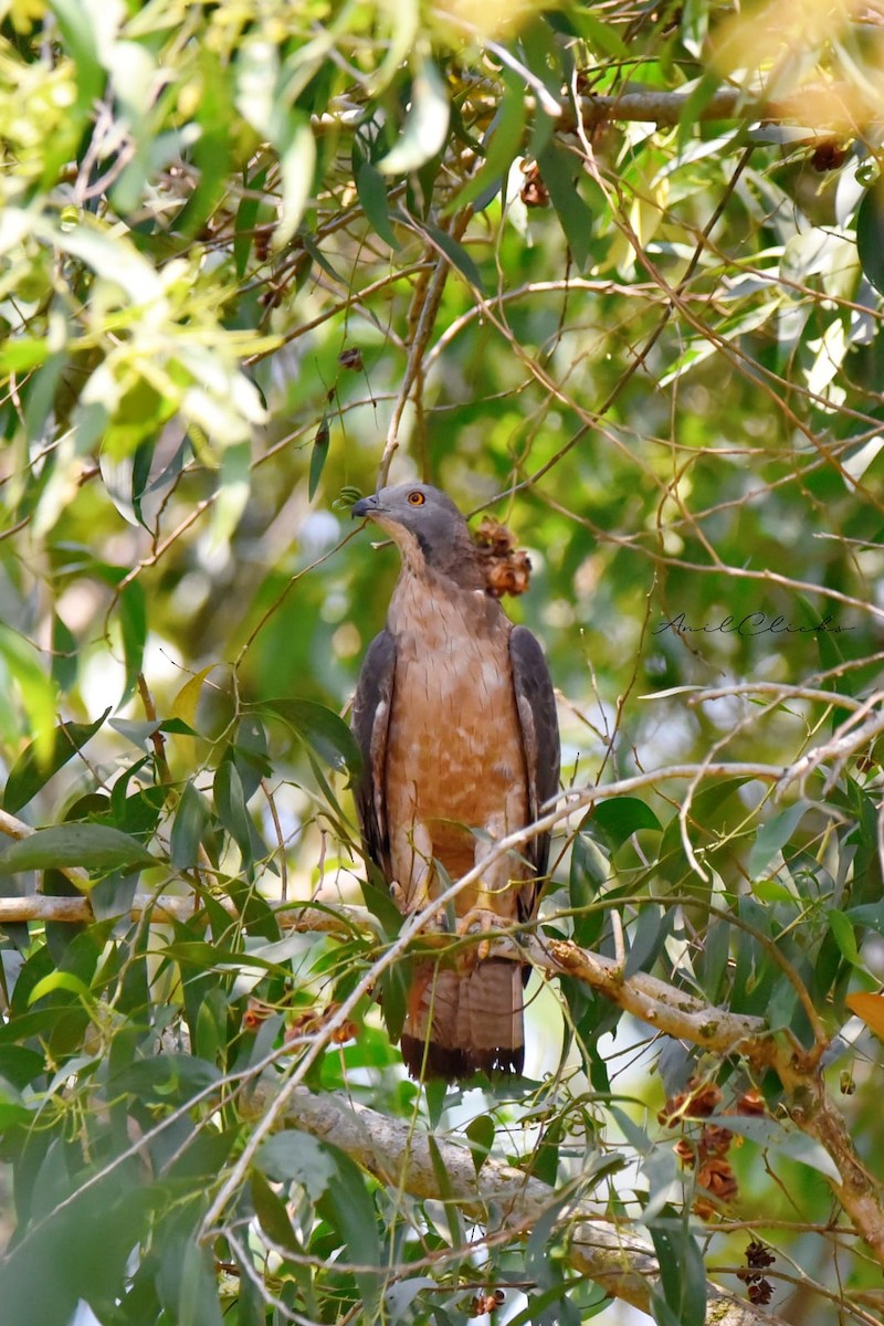 Oriental Honey-buzzard - ML550668591