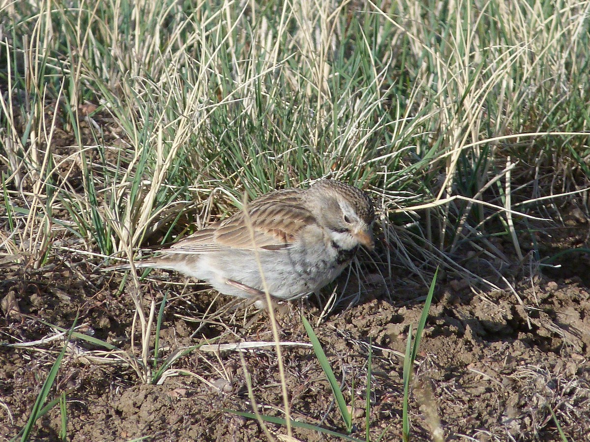 Thick-billed Longspur - ML55066961