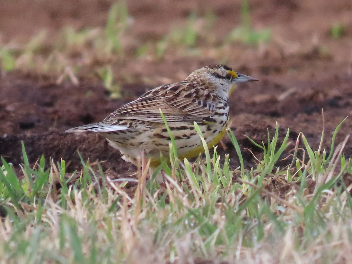 Eastern Meadowlark - ML550670311