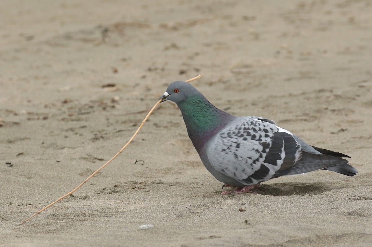 Rock Pigeon (Feral Pigeon) - ML550671781