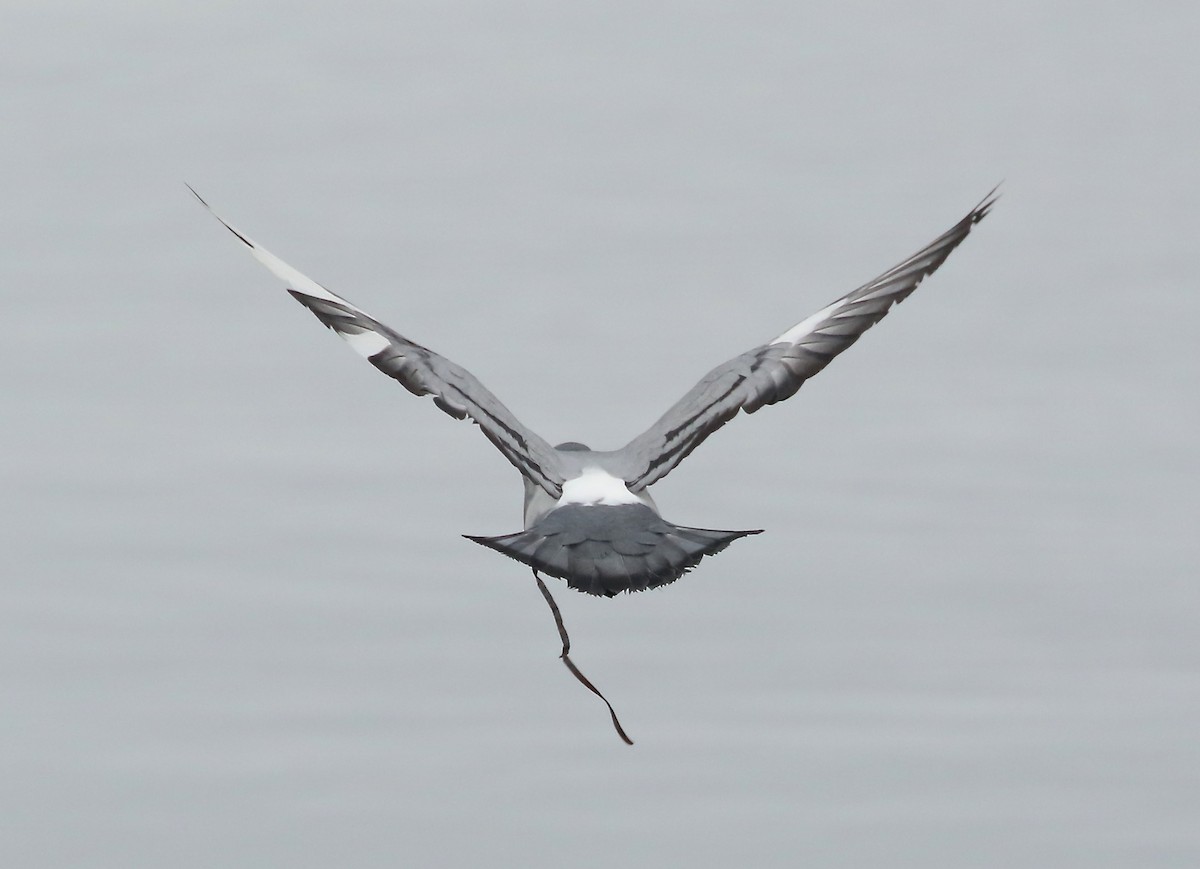 Rock Pigeon (Feral Pigeon) - ML550671891