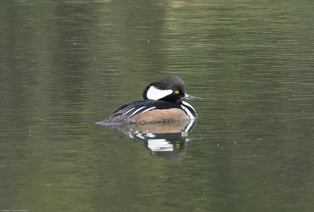 Hooded Merganser - ML550671961