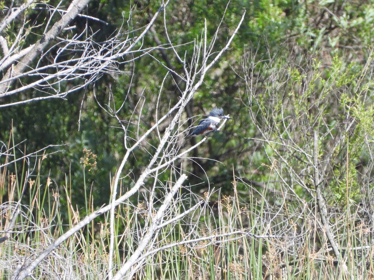 Belted Kingfisher - ML550672361