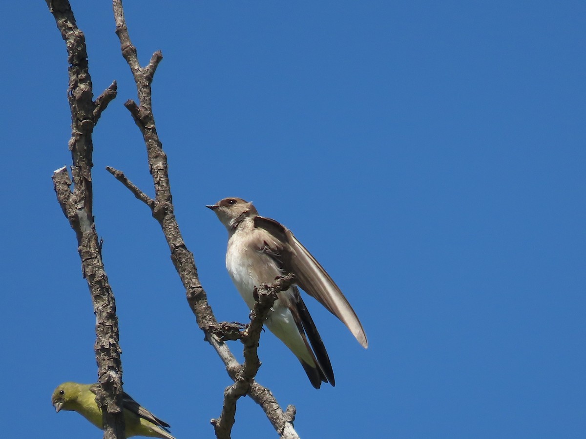 Northern Rough-winged Swallow - ML550673541