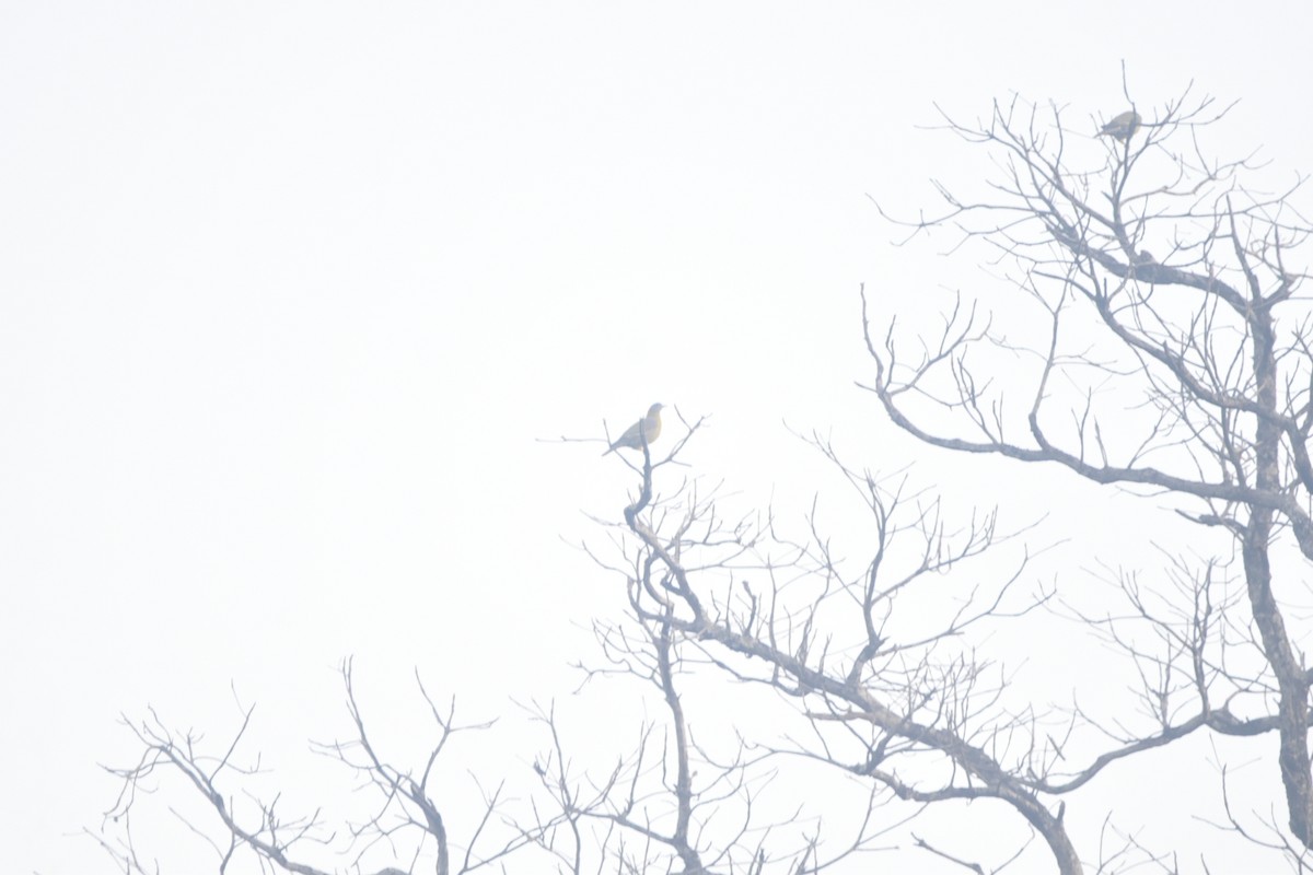 Yellow-footed Green-Pigeon - ML550673861