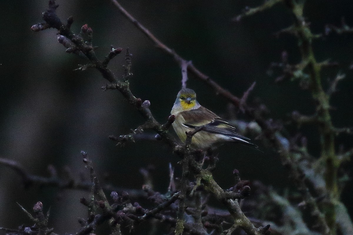 Corsican Finch - Mattia Prella