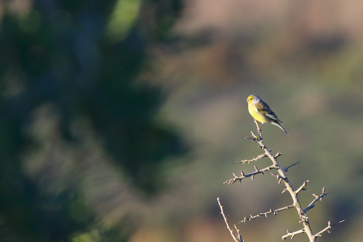 Corsican Finch - Mattia Prella