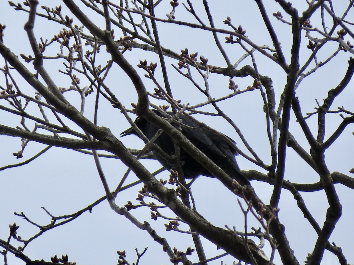 Rusty Blackbird - ML550674801