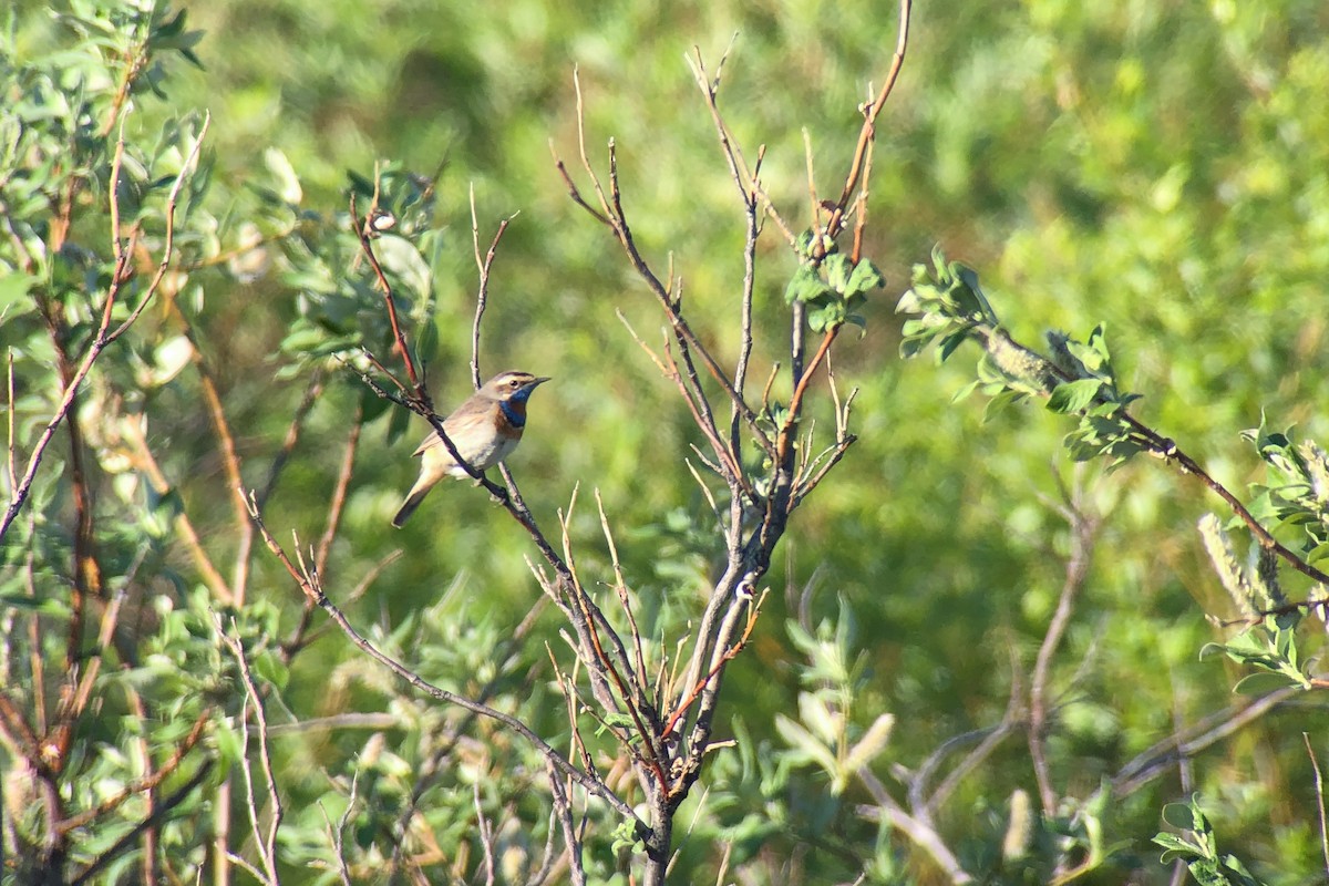 Bluethroat - ML550676511