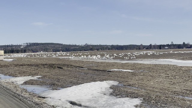 Whooper Swan - ML550676731