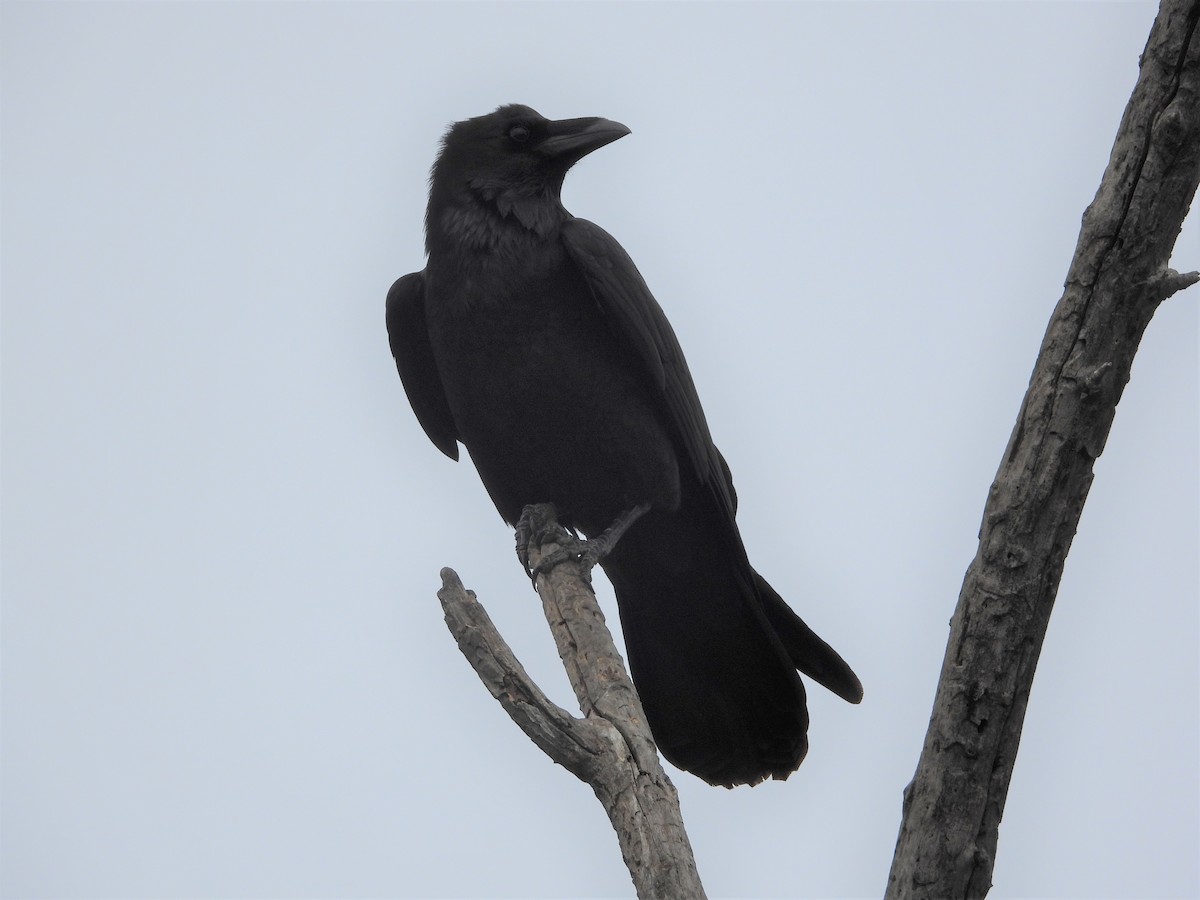 Chihuahuan Raven - ML550677341