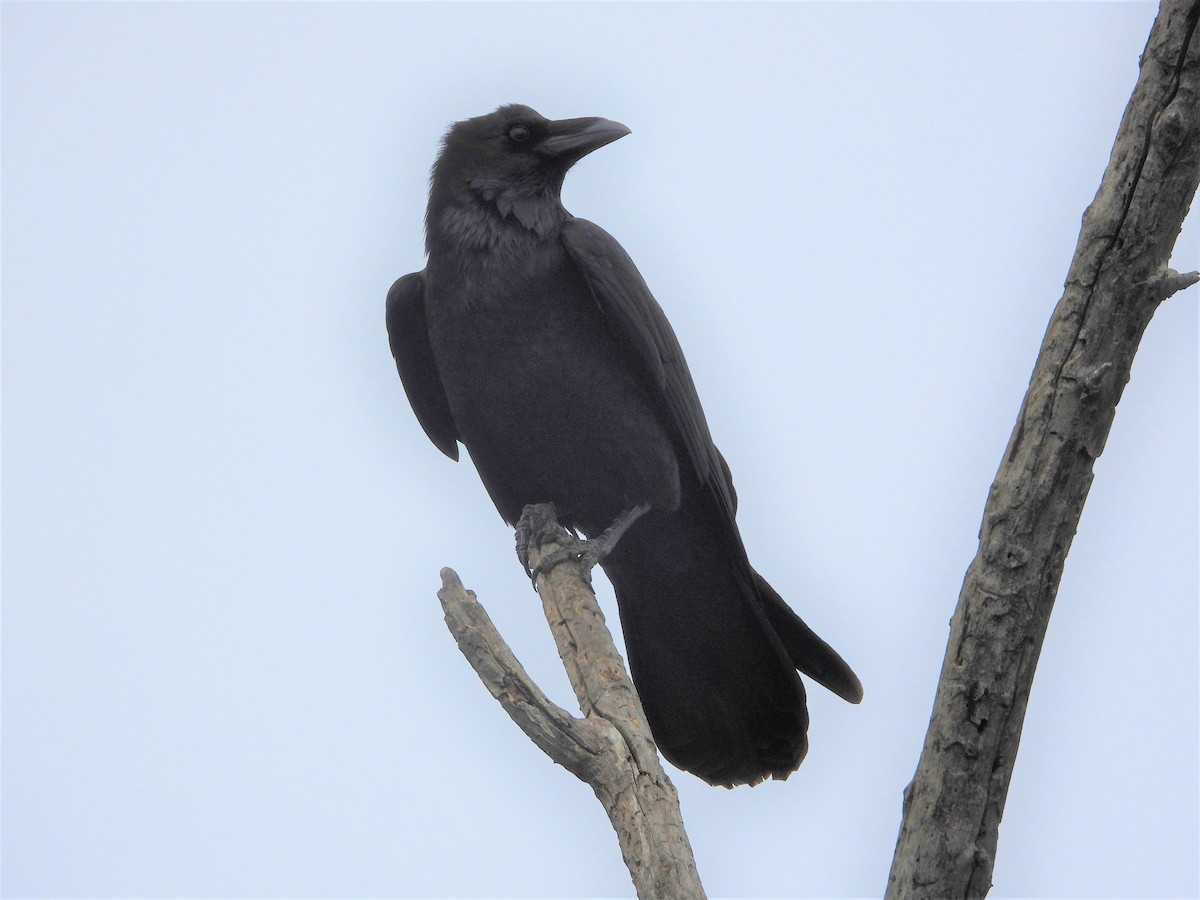 Chihuahuan Raven - ML550677361