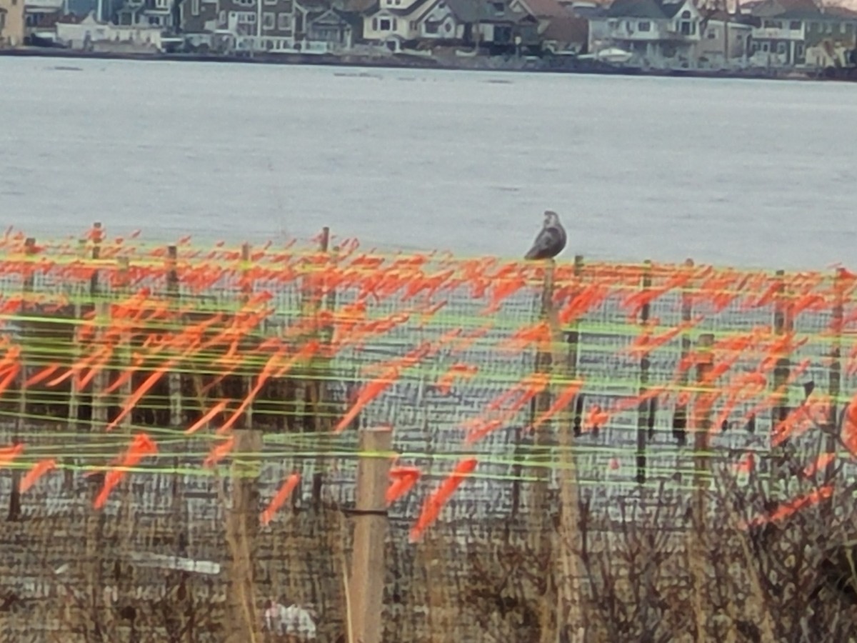 Snowy Owl - ML550678551