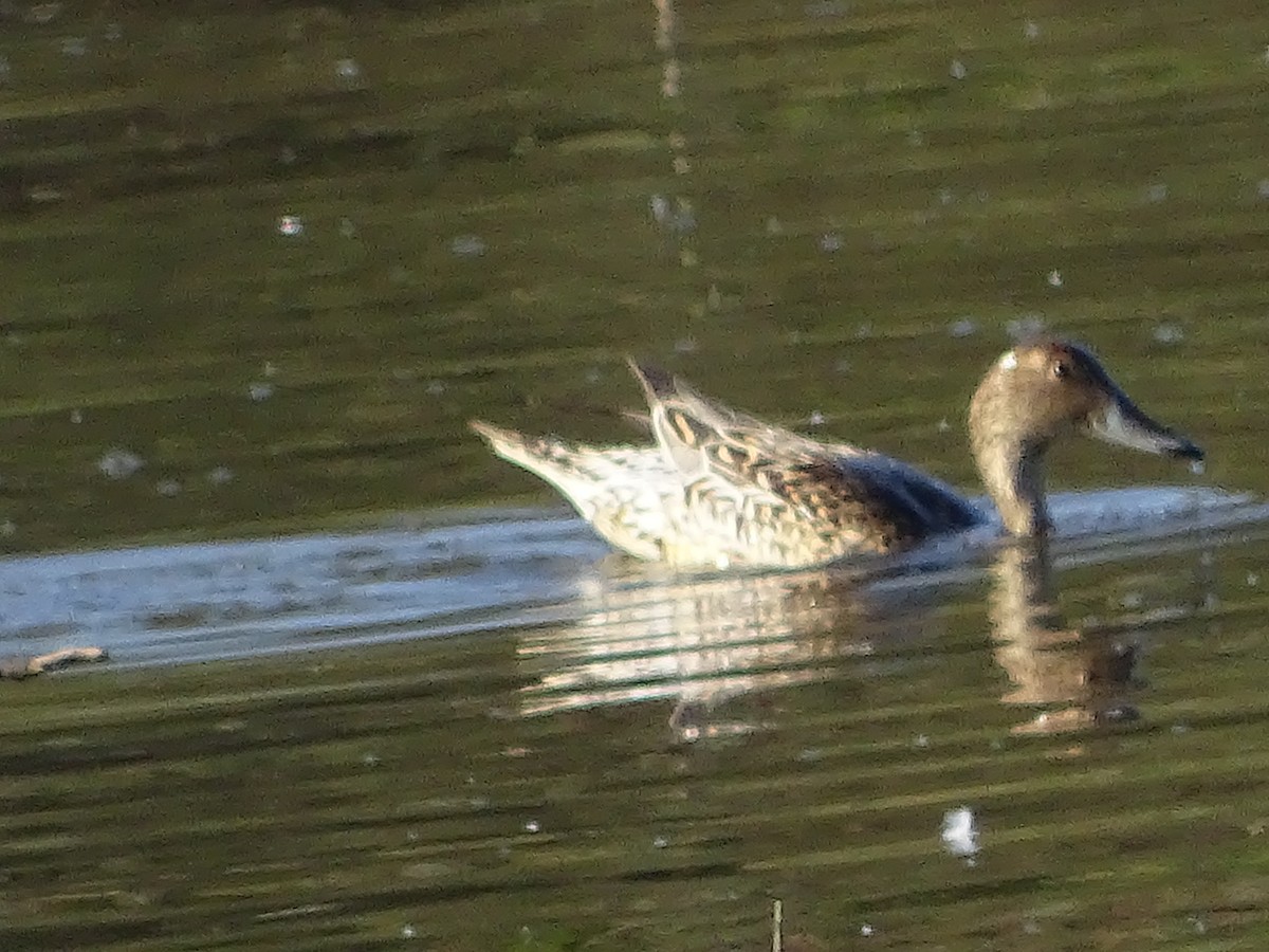 Northern Pintail - ML550678631