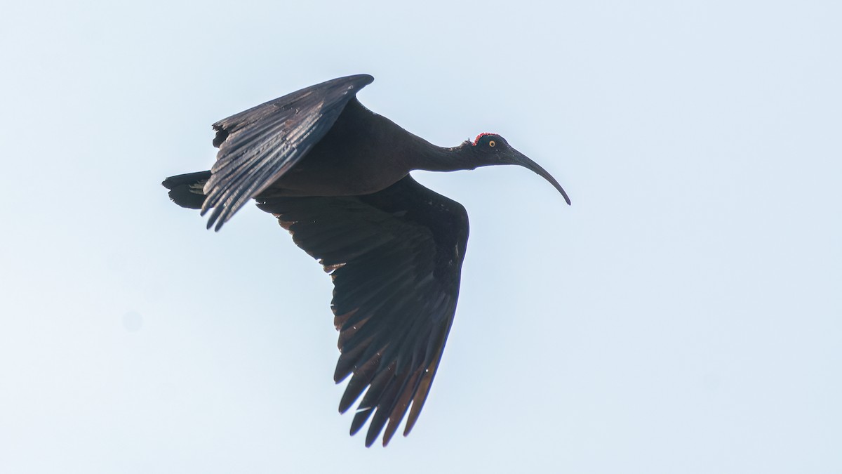 ibis bradavičnatý - ML550679031
