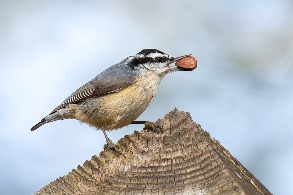 Red-breasted Nuthatch - Carol Annis