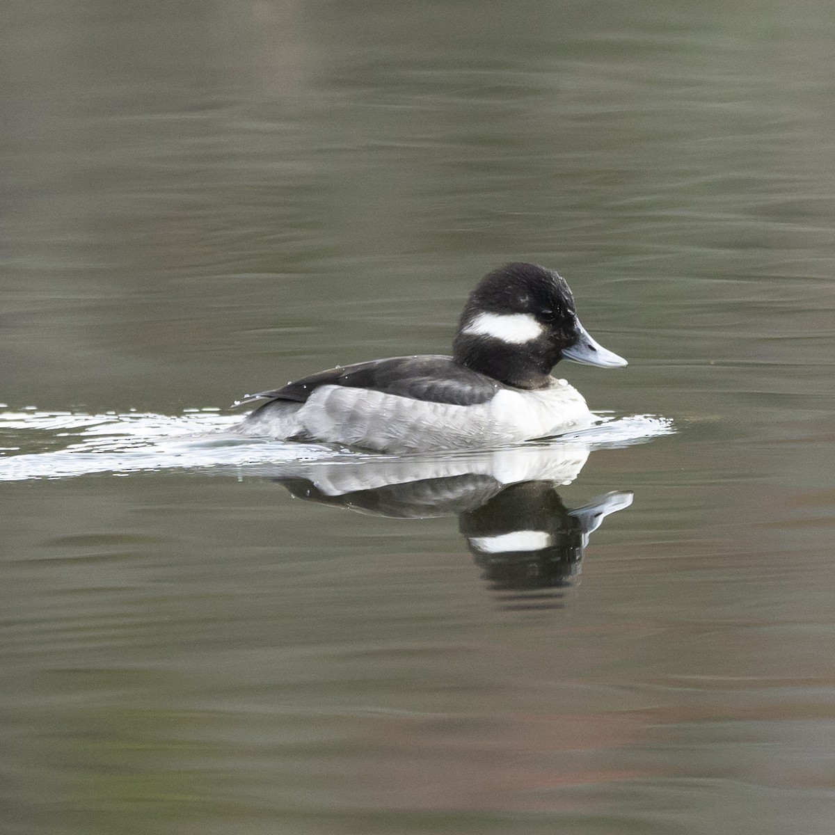 Bufflehead - Jim Tolbert