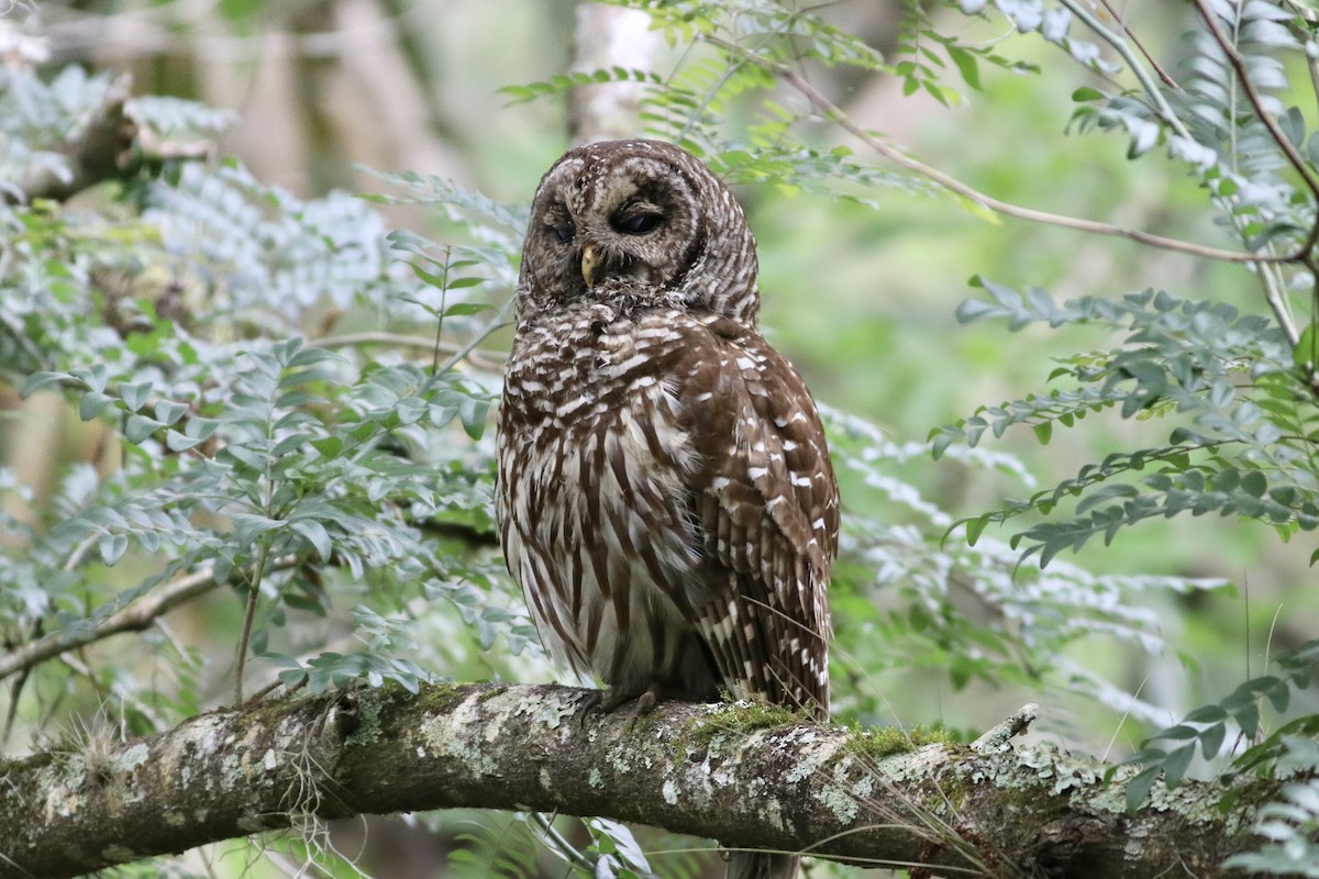 Barred Owl - ML550680101