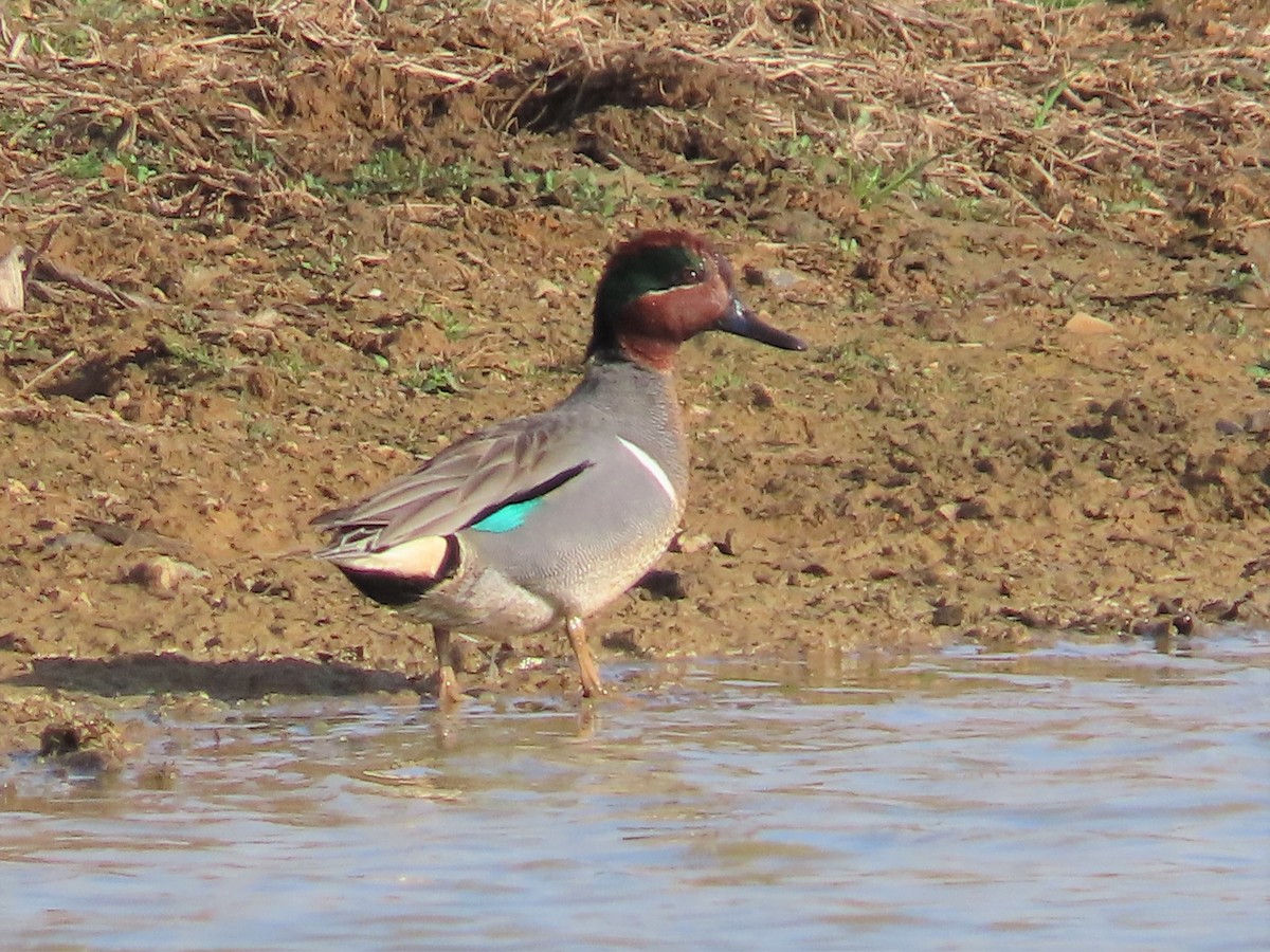 Green-winged Teal - ML550680501