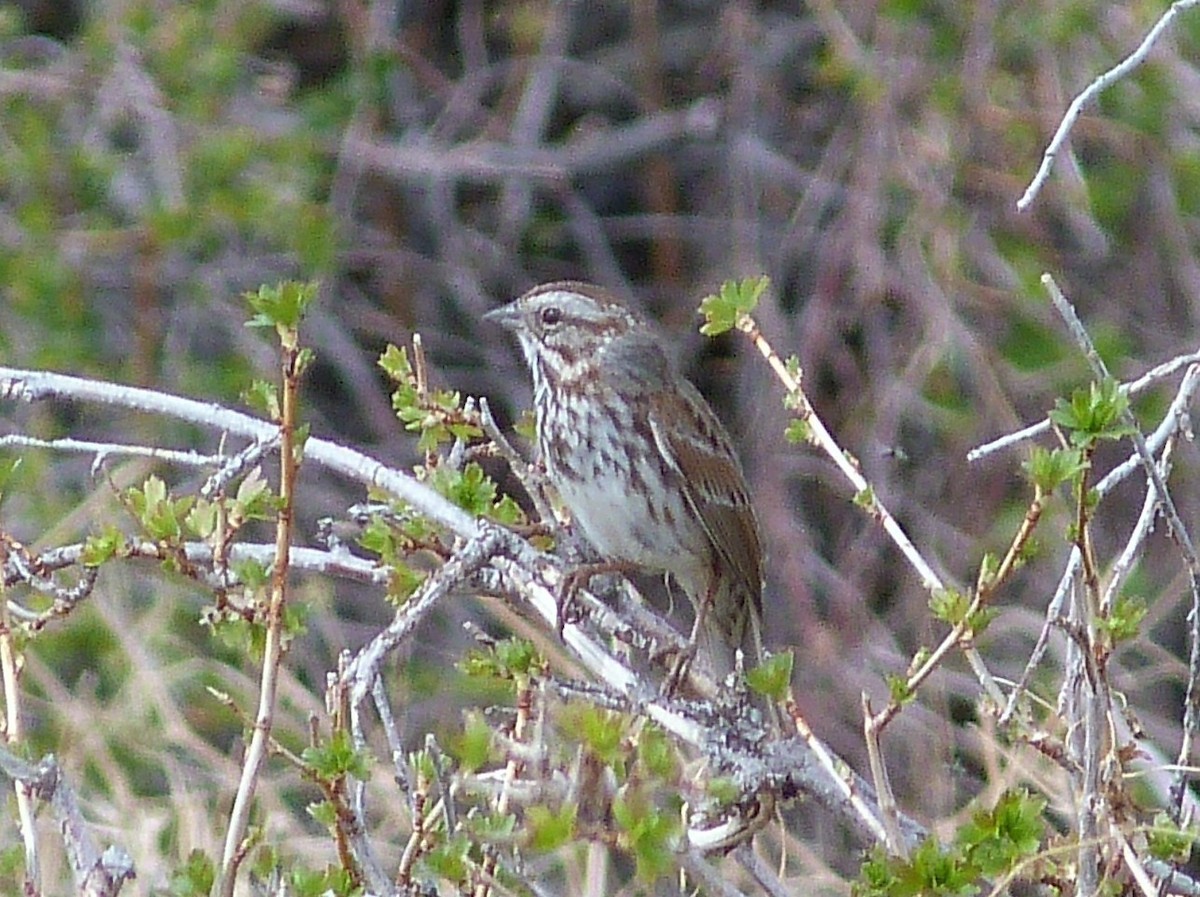 Song Sparrow - ML55068091