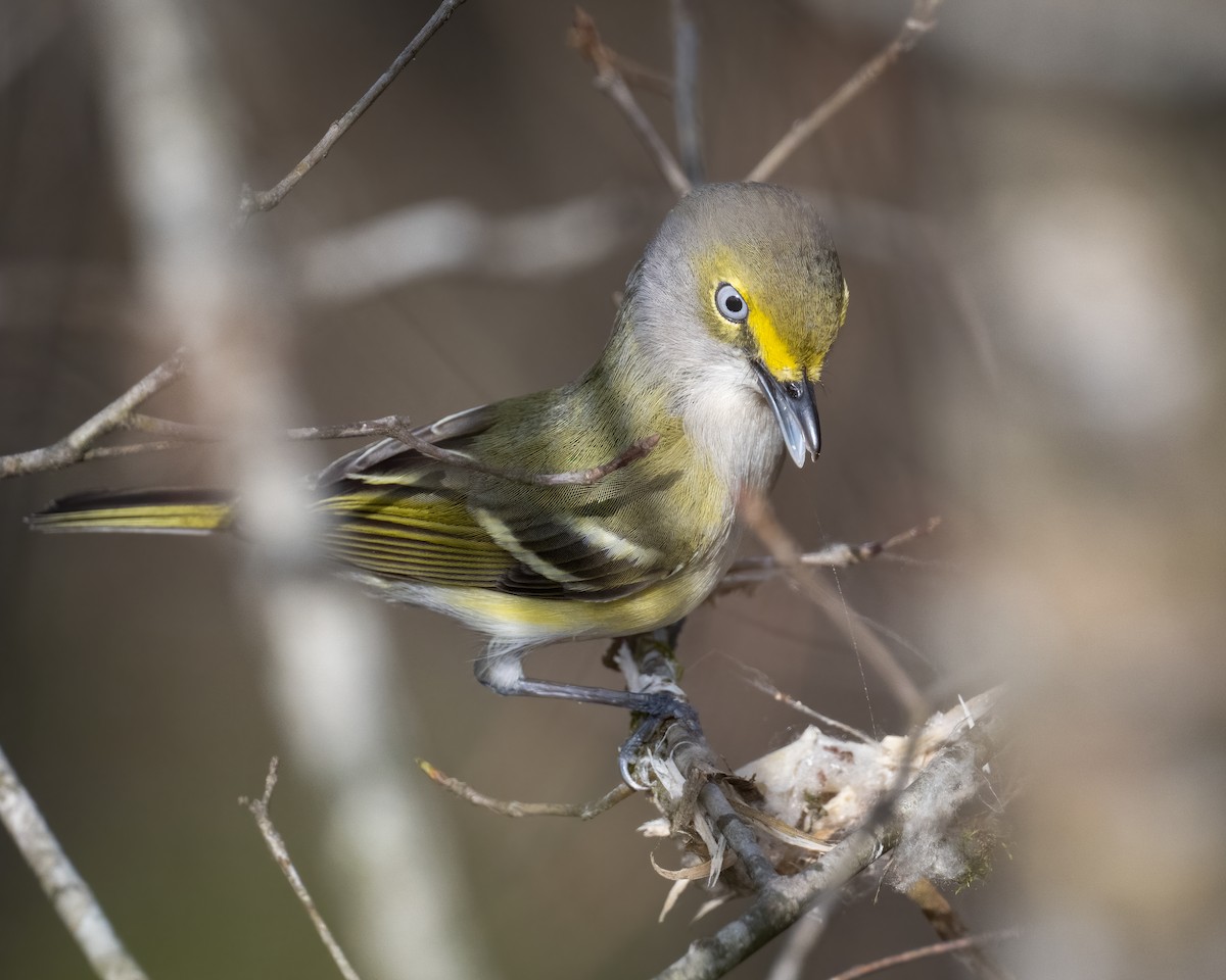 White-eyed Vireo - ML550681681