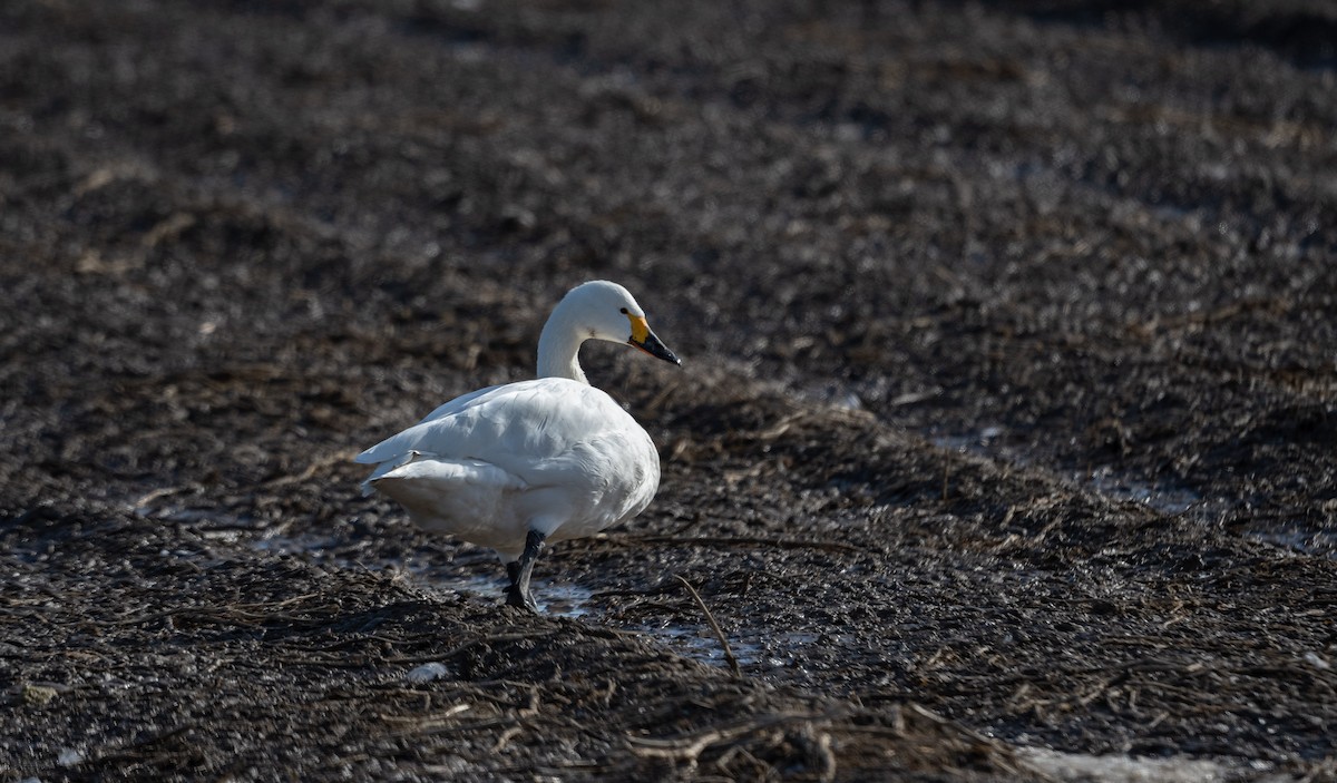 Tundra Swan (Bewick's) - ML550682011