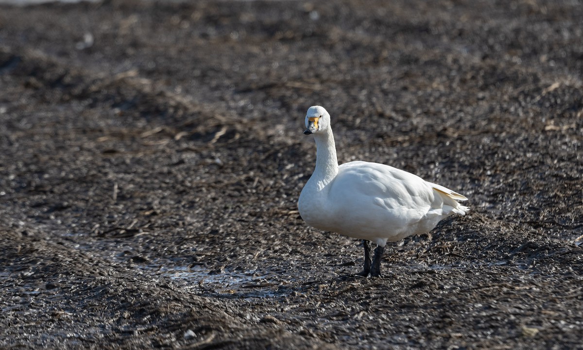 Tundra Swan (Bewick's) - ML550682131