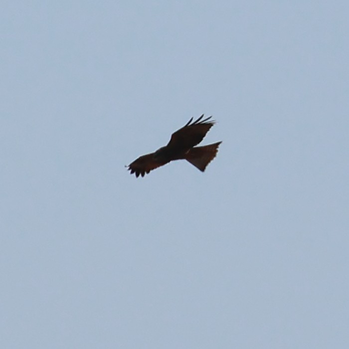 Black Kite - ML550683001