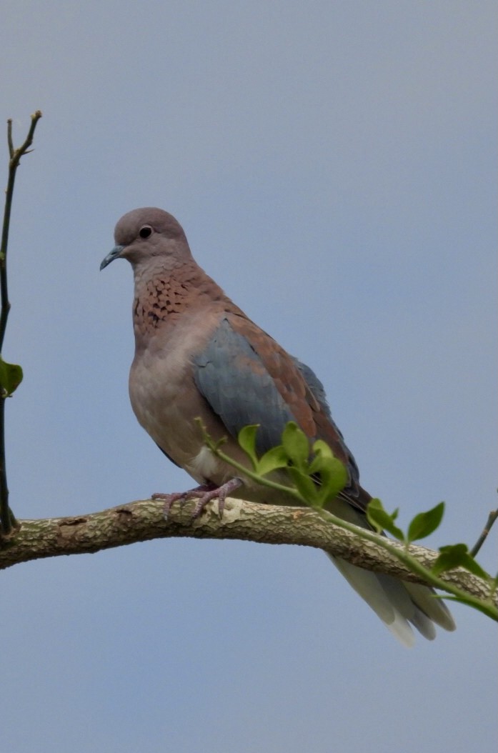 Laughing Dove - ML550684581