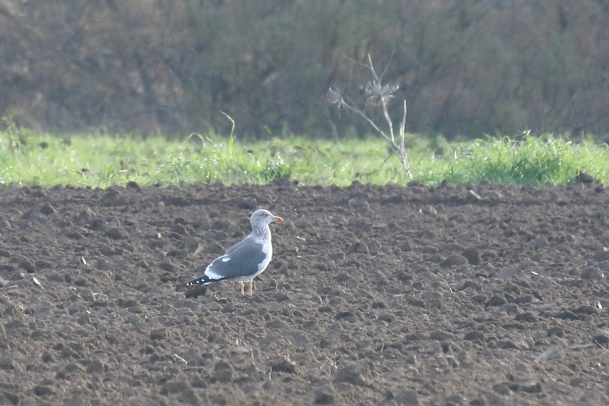 Lesser Black-backed Gull - ML550684651