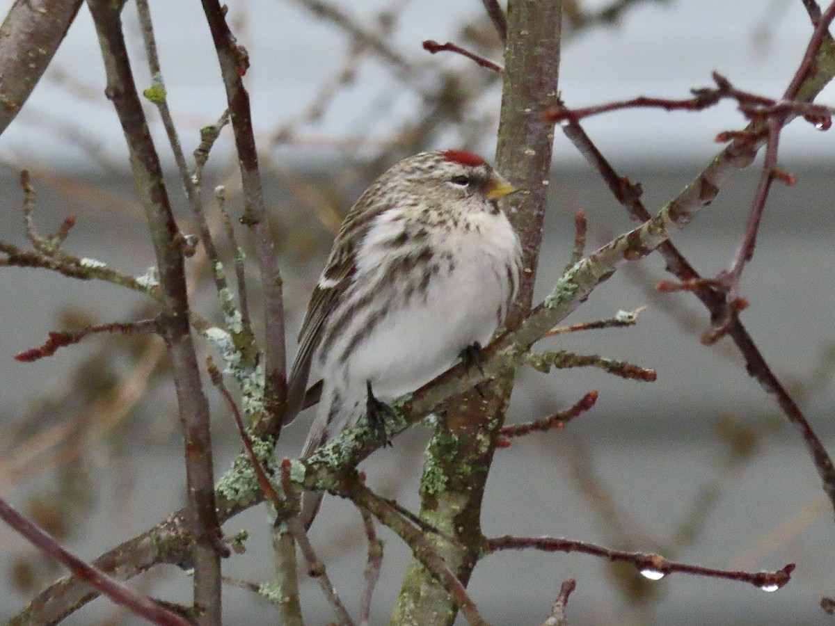 Common Redpoll - David and Regan Goodyear