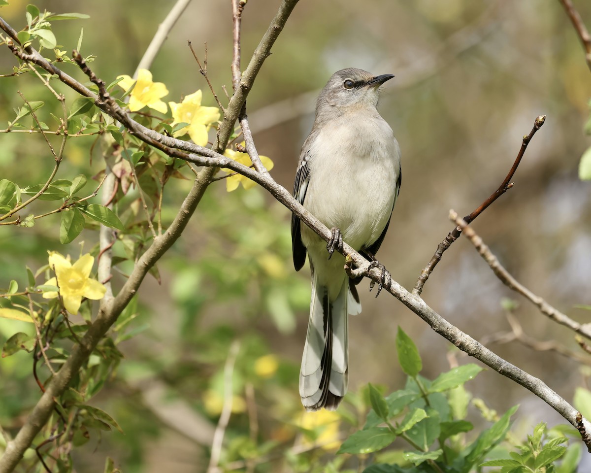 Northern Mockingbird - ML550684981