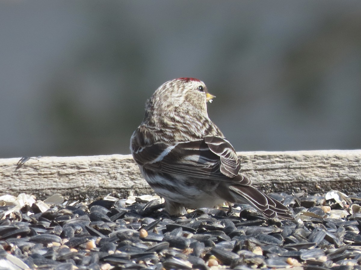 Common Redpoll - David and Regan Goodyear