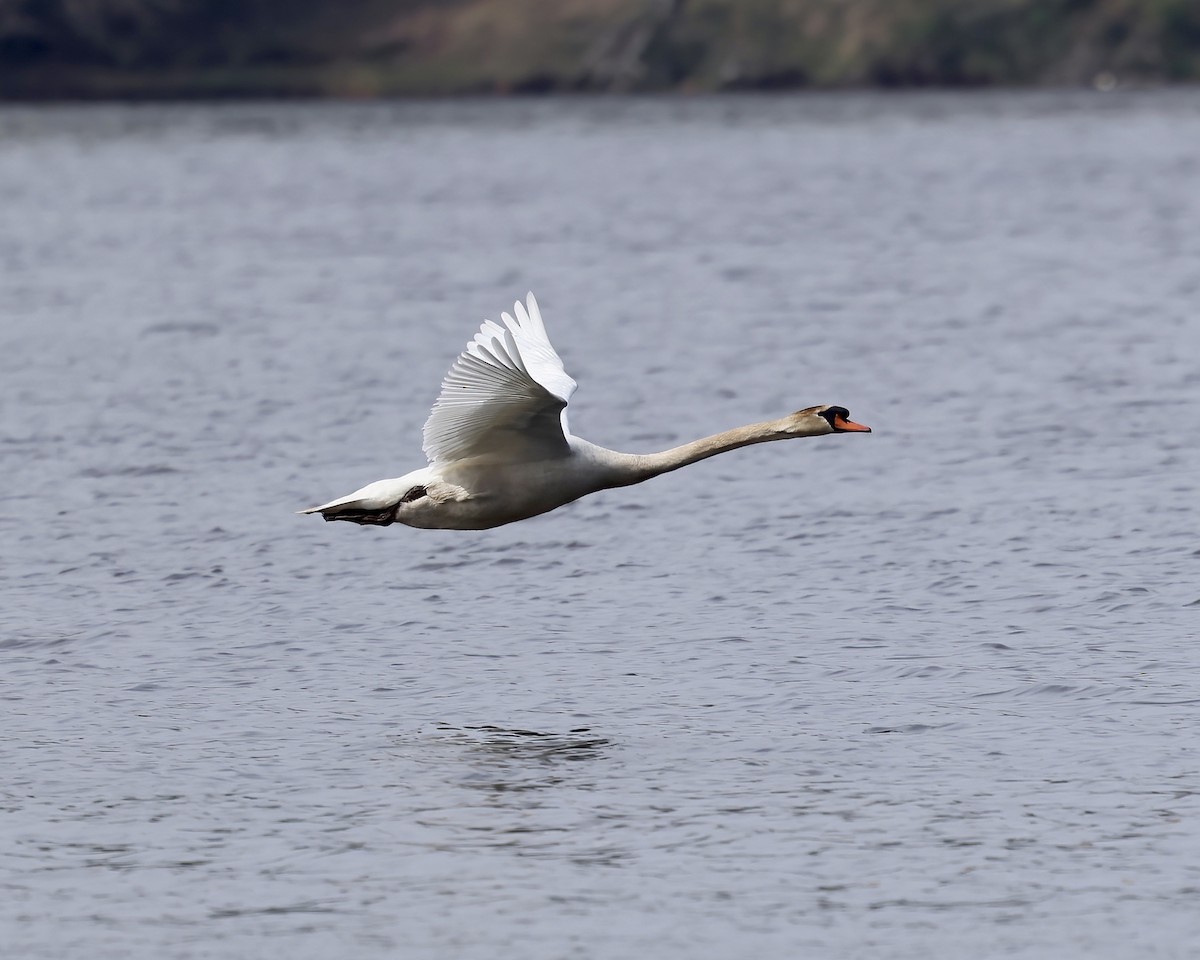 Mute Swan - ML550685791