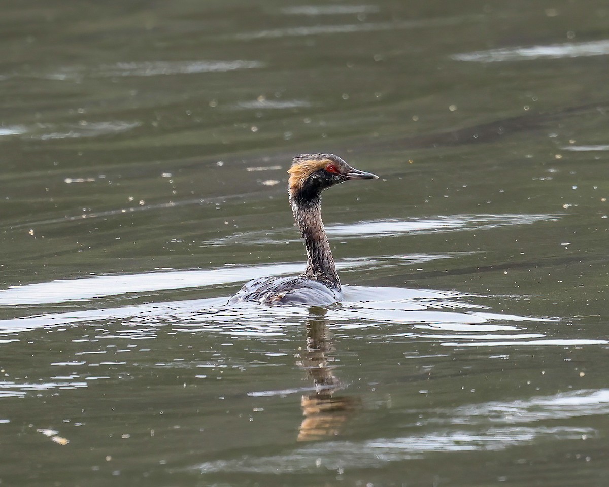 Horned Grebe - ML550685831