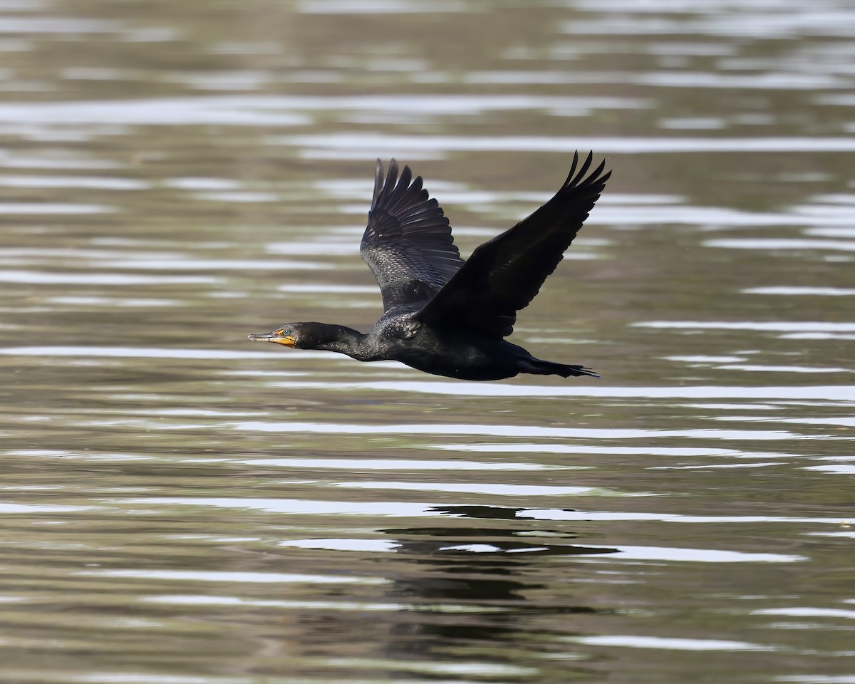 Double-crested Cormorant - ML550685881