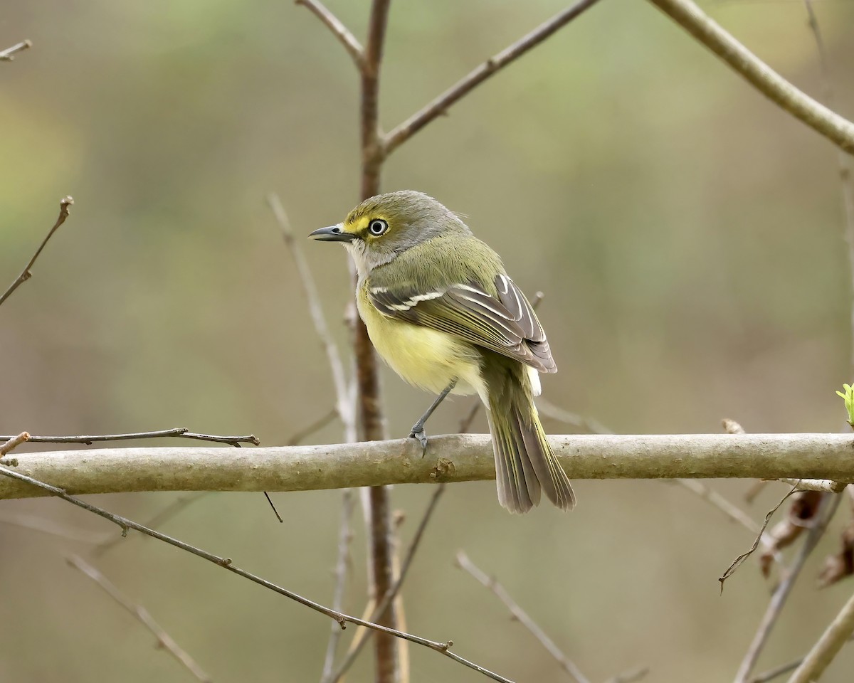 White-eyed Vireo - ML550685961