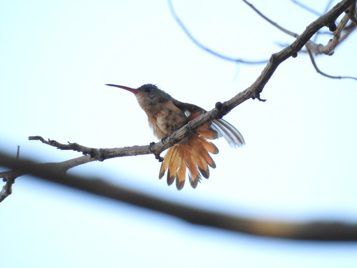 kanelkolibri (rutila gr.) - ML550685981