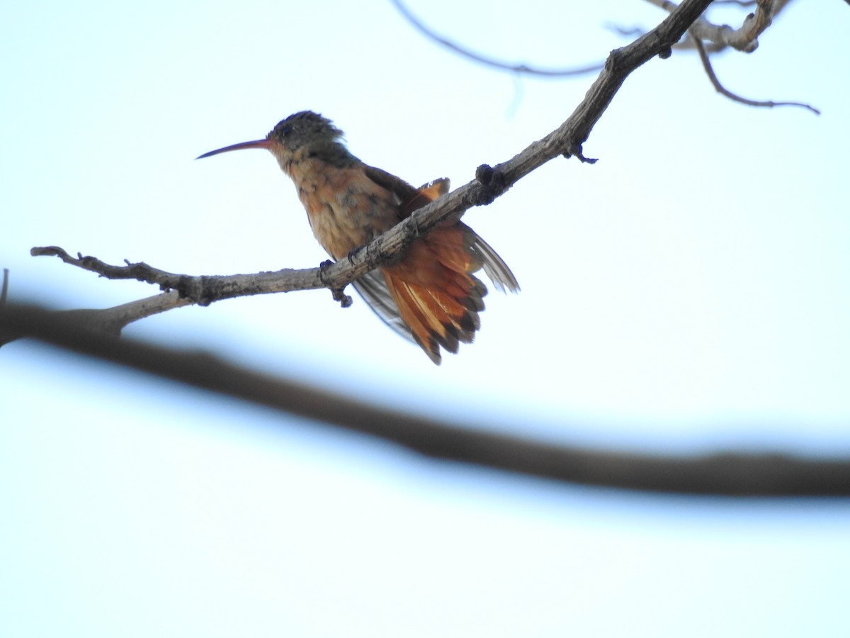 kanelkolibri (rutila gr.) - ML550685991