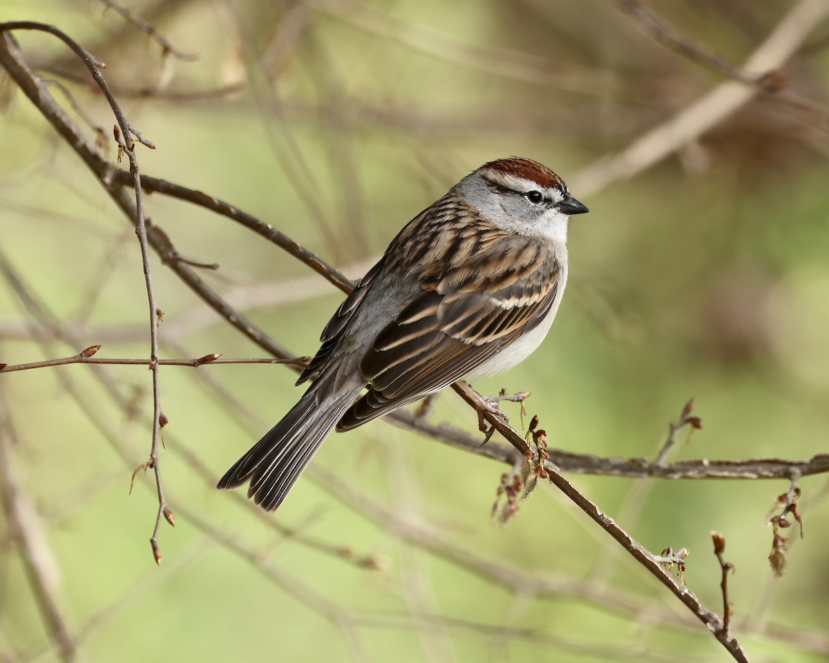 Chipping Sparrow - ML550686021