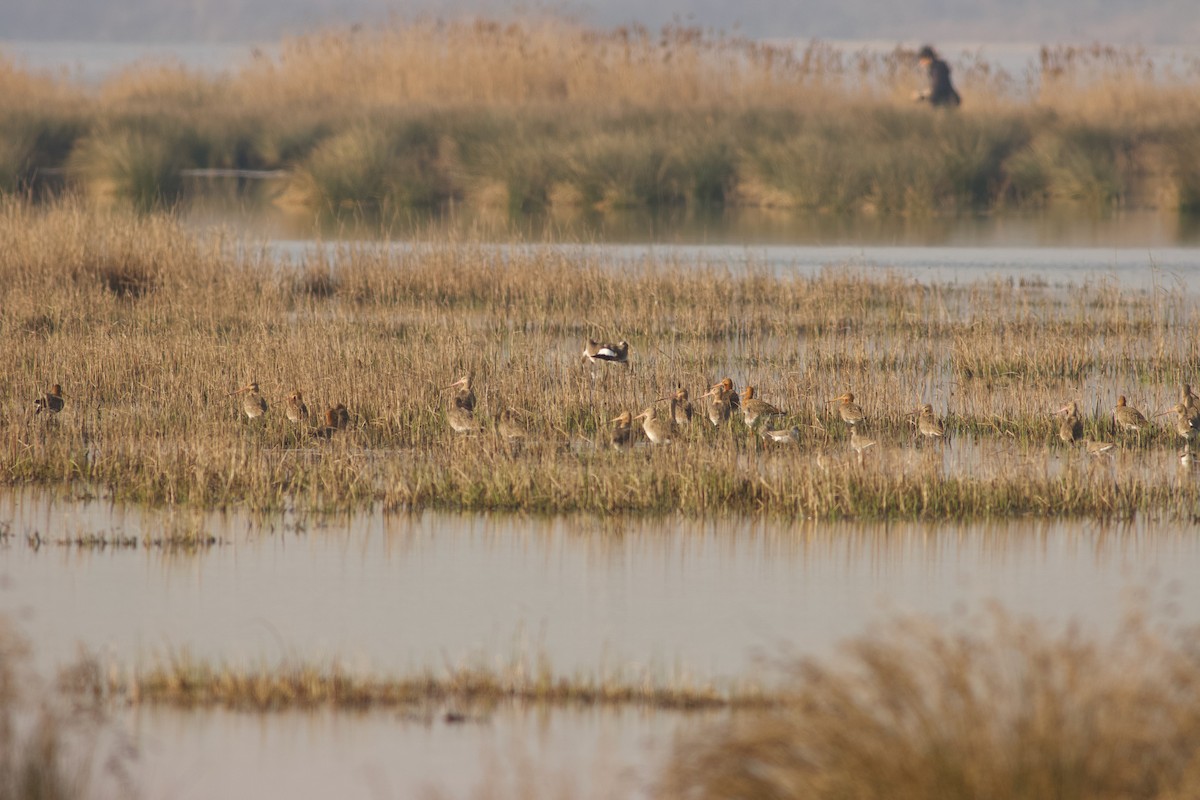 Black-tailed Godwit - ML550686311