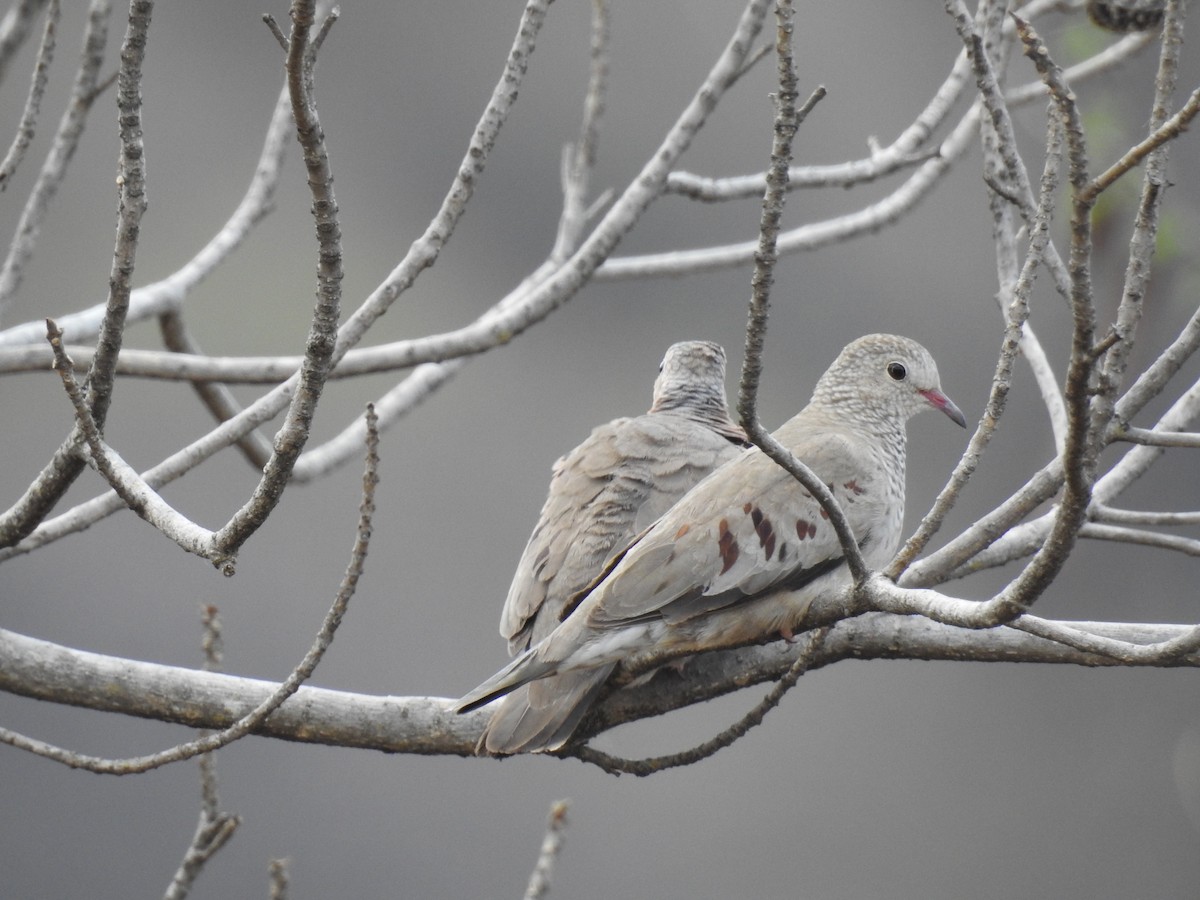 Common Ground Dove - ML550686411