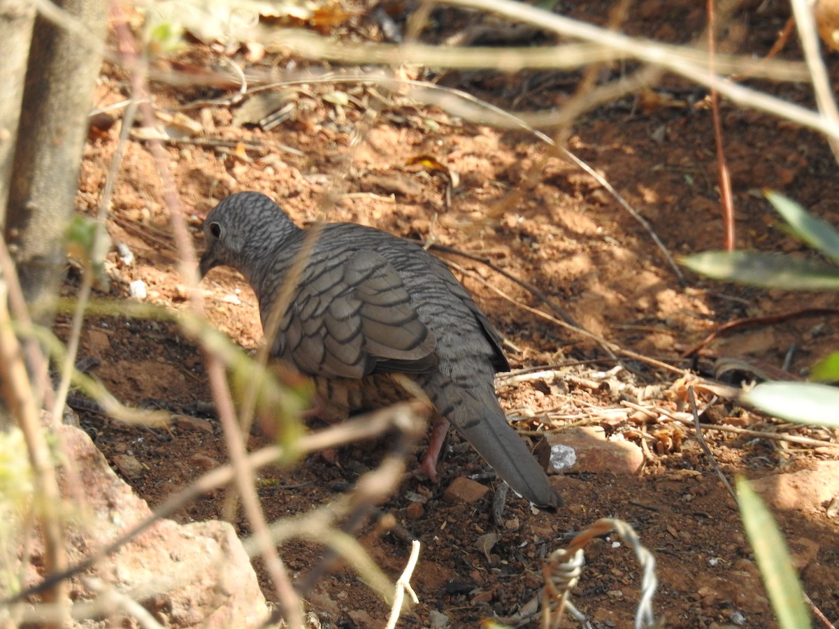 Colombe inca - ML550686541