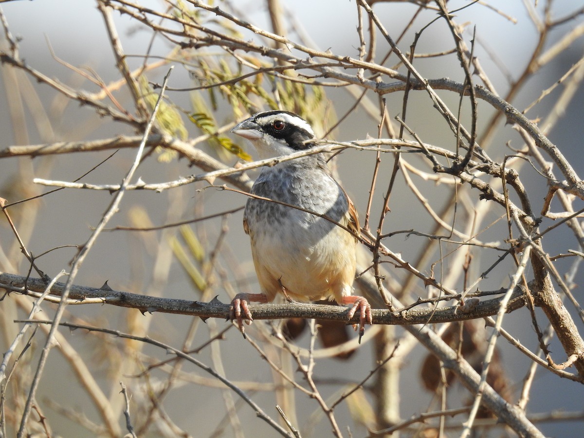 Stripe-headed Sparrow - ML550686871