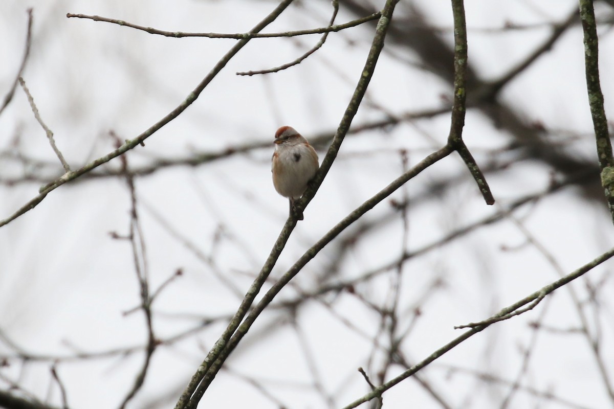 American Tree Sparrow - ML550688501
