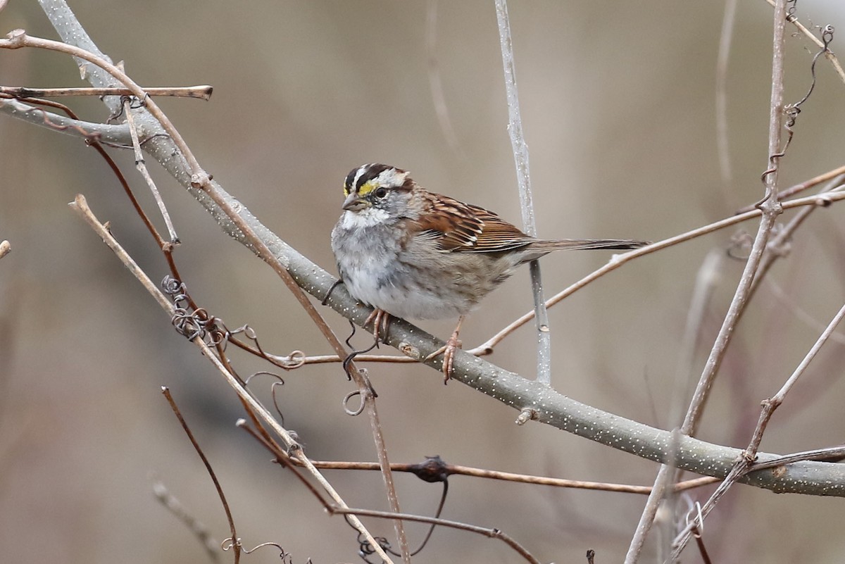 White-throated Sparrow - ML550688581